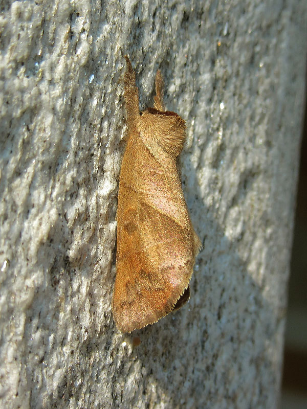 da identificare - Clostera anastomosis, Notodontidae